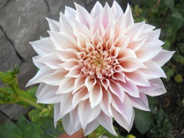 Name:  DSCN8412.jpg
Views: 926
Size:  39.0 KB