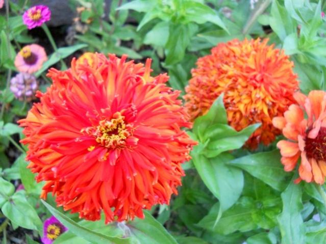 Name:  DSCN8423.jpg
Views: 924
Size:  52.1 KB