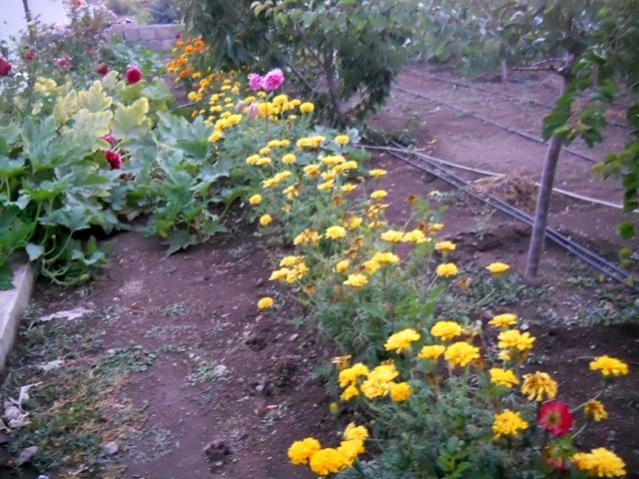 Name:  DSCN8439.jpg
Views: 940
Size:  66.2 KB