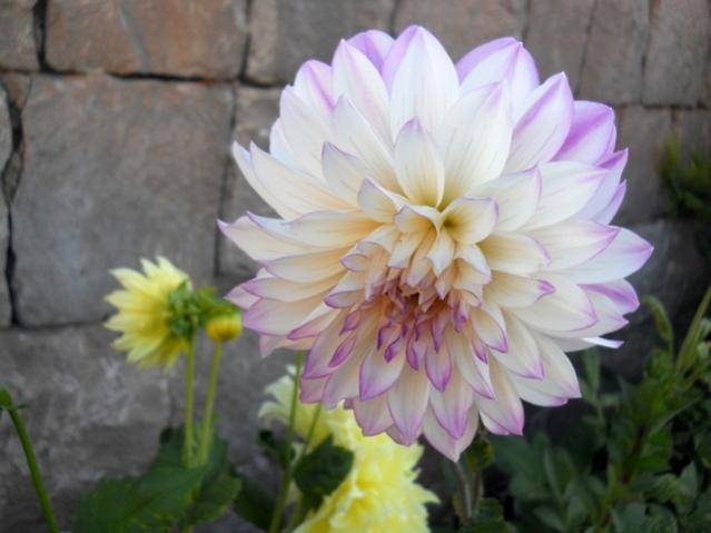 Name:  DSCN8462.jpg
Views: 911
Size:  33.9 KB
