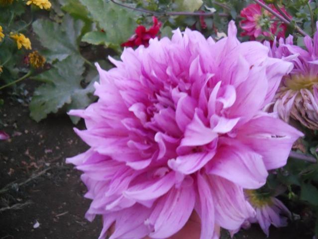 Name:  DSCN8444.jpg
Views: 888
Size:  42.4 KB