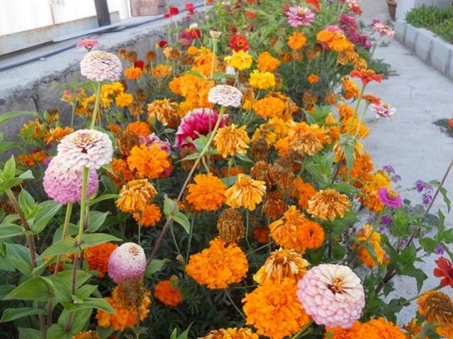 Name:  DSCN8472.jpg
Views: 875
Size:  69.2 KB