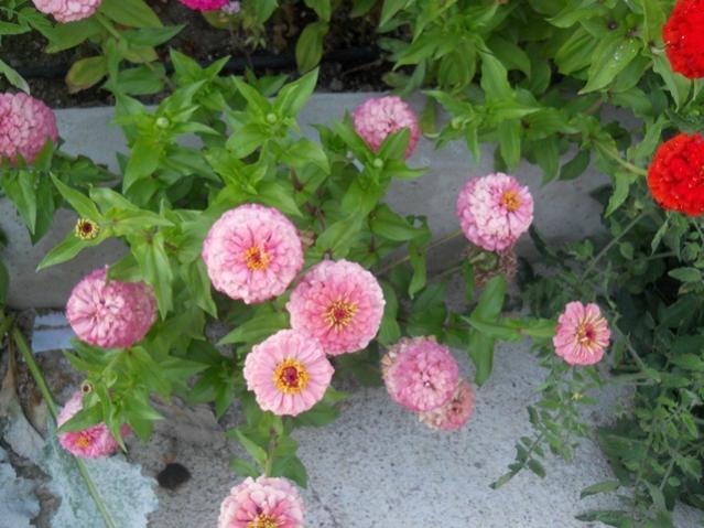 Name:  DSCN8478.jpg
Views: 870
Size:  52.1 KB