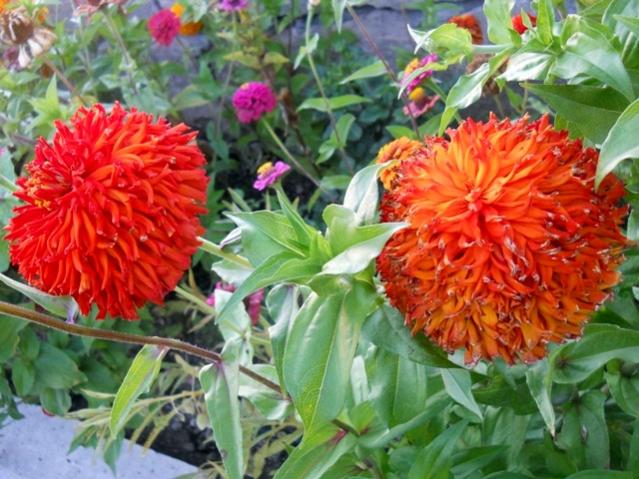 Name:  DSCN8476.jpg
Views: 900
Size:  62.3 KB