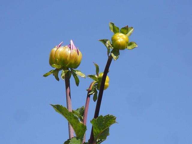 Name:  DSCN8491.JPG
Views: 834
Size:  66.7 KB