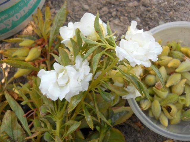 Name:  DSCN8509.jpg
Views: 846
Size:  47.0 KB