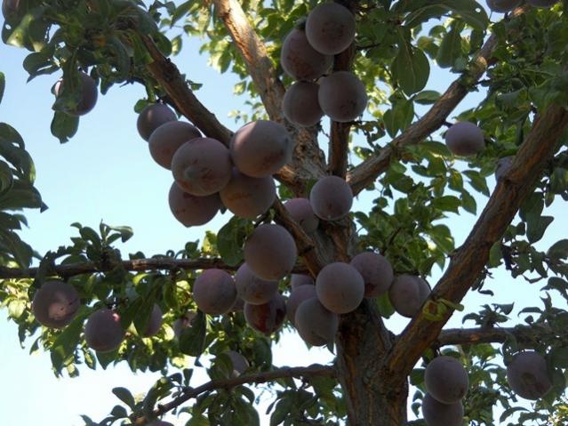 Name:  DSCN8525.jpg
Views: 767
Size:  61.0 KB