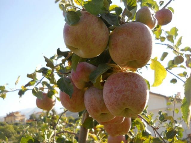 Name:  DSCN8557.jpg
Views: 648
Size:  44.9 KB