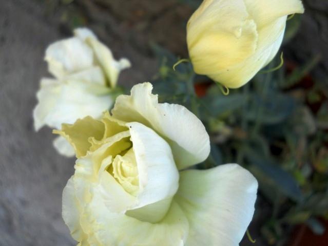 Name:  DSCN8585.jpg
Views: 628
Size:  26.4 KB