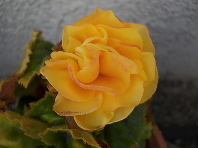 Name:  DSCN8589.JPG
Views: 647
Size:  67.7 KB