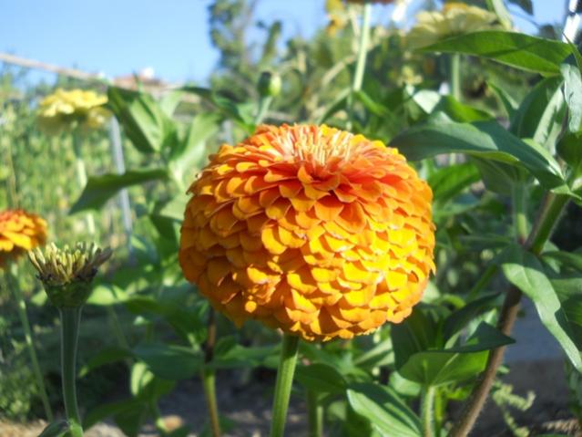 Name:  DSCN8575.jpg
Views: 640
Size:  46.9 KB