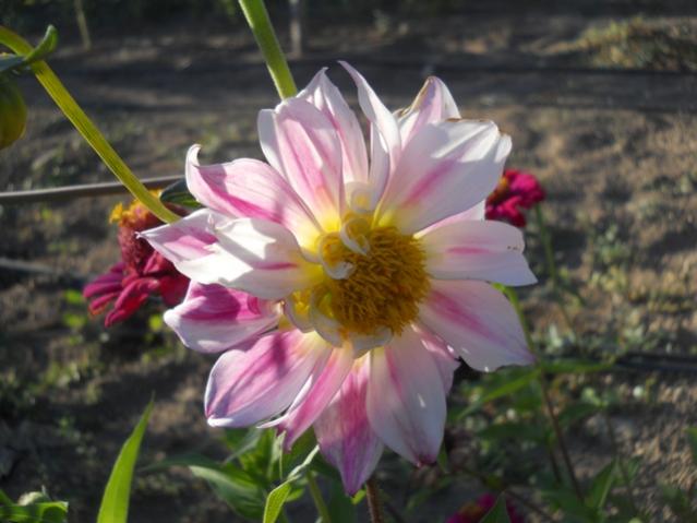 Name:  DSCN8596.jpg
Views: 627
Size:  39.8 KB