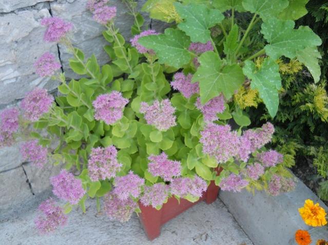 Name:  DSCN8789.jpg
Views: 1286
Size:  57.0 KB
