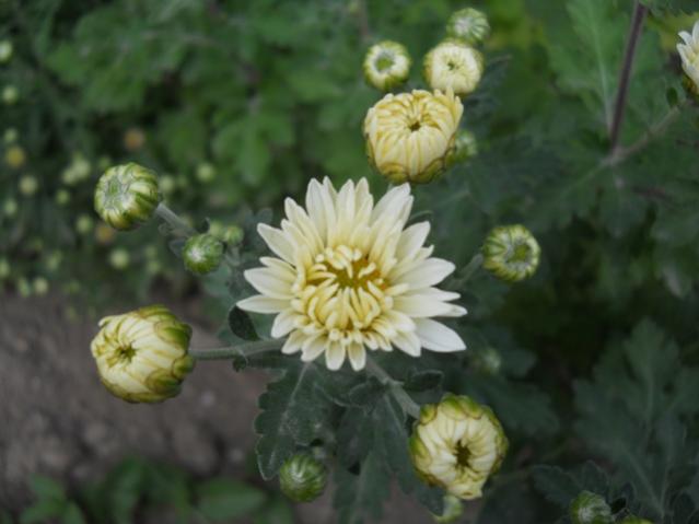 Name:  DSCN8781.jpg
Views: 1273
Size:  31.1 KB
