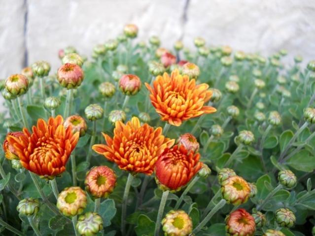 Name:  DSCN8868.jpg
Views: 1239
Size:  49.5 KB