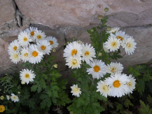 Name:  DSCN8872.jpg
Views: 1228
Size:  45.3 KB