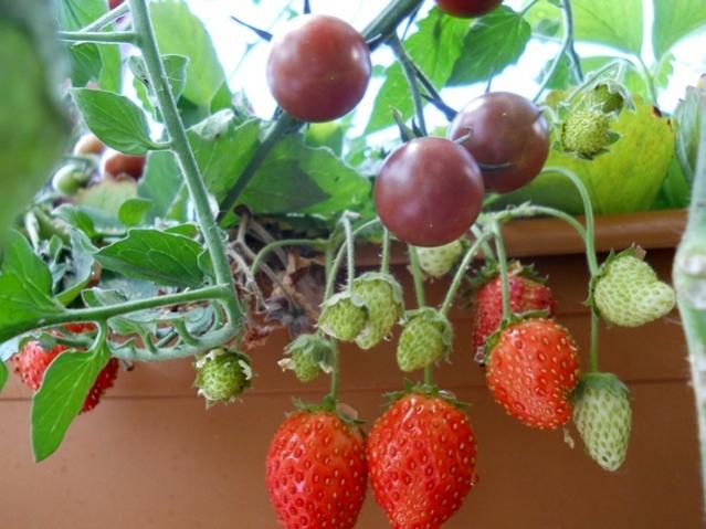 Name:  DSCN8813.jpg
Views: 1107
Size:  48.4 KB