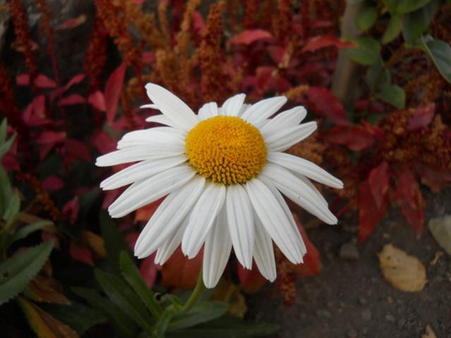 Name:  DSCN8841.jpg
Views: 1131
Size:  35.3 KB