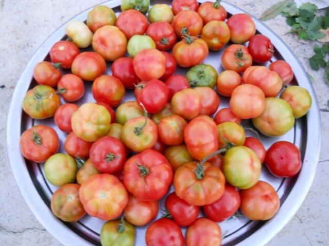 Name:  DSCN8878.jpg
Views: 883
Size:  47.1 KB