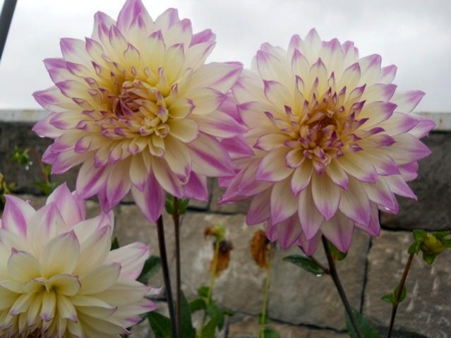 Name:  DSCN8912.jpg
Views: 791
Size:  39.2 KB