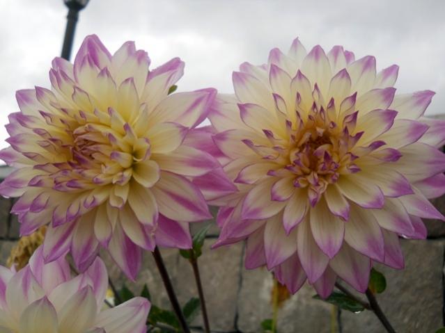 Name:  DSCN8913.jpg
Views: 801
Size:  36.6 KB