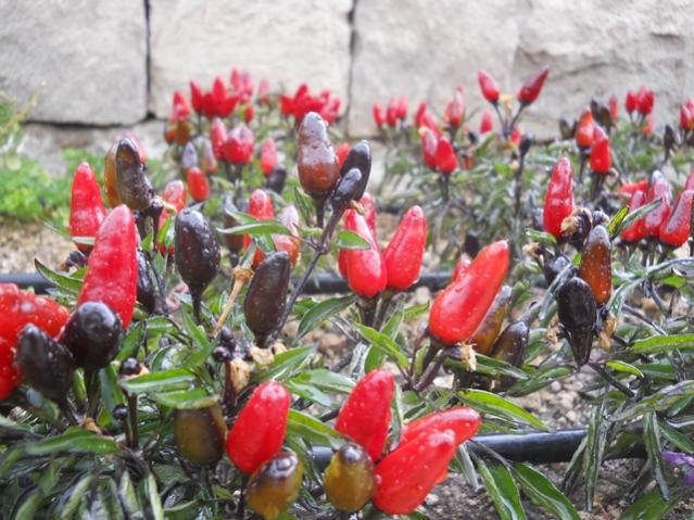Name:  DSCN8919.jpg
Views: 1337
Size:  63.4 KB