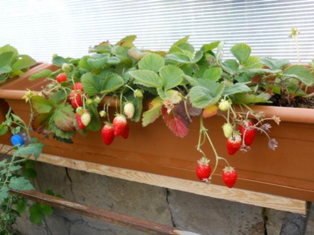 Name:  DSCN8920.jpg
Views: 764
Size:  45.4 KB