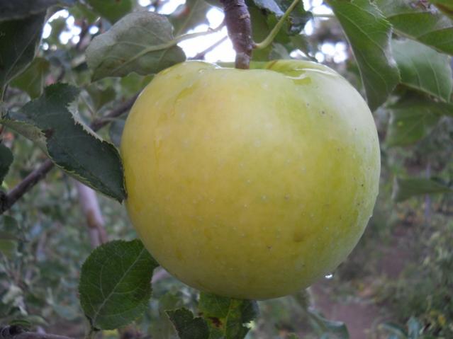 Name:  DSCN8924.jpg
Views: 777
Size:  32.6 KB