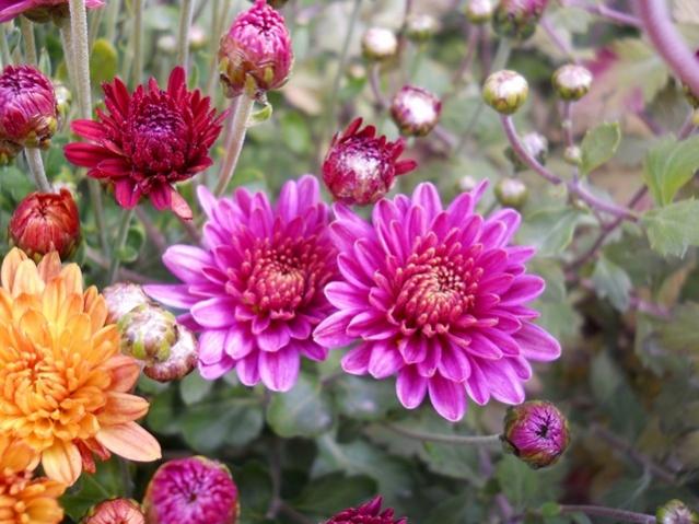 Name:  DSCN8946.jpg
Views: 768
Size:  53.9 KB