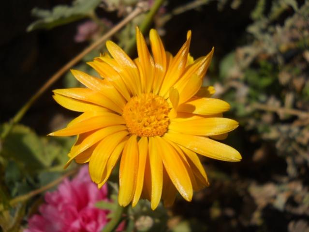 Name:  DSCN8949.jpg
Views: 741
Size:  35.0 KB