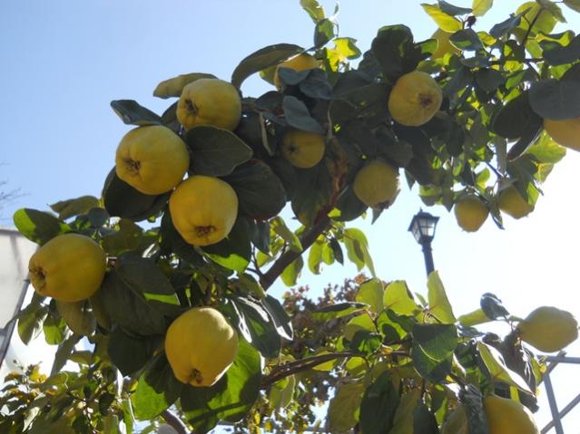 Name:  DSCN8967.jpg
Views: 740
Size:  49.9 KB