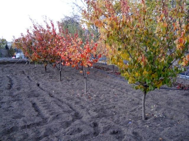 Name:  DSCN9068.jpg
Views: 674
Size:  64.2 KB