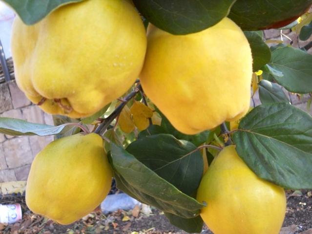 Name:  DSCN9019.jpg
Views: 577
Size:  38.9 KB
