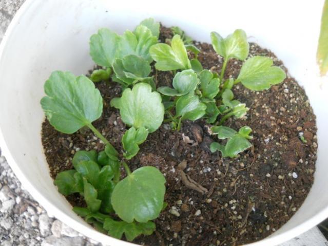 Name:  DSCN9044.jpg
Views: 589
Size:  47.1 KB