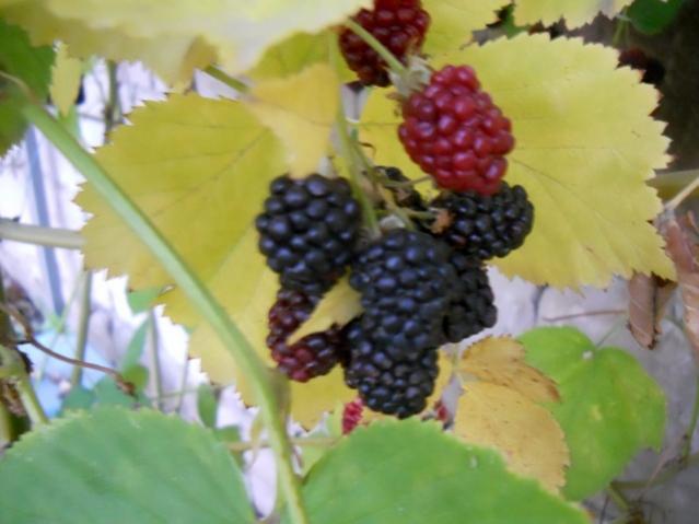 Name:  DSCN9067.jpg
Views: 559
Size:  35.4 KB