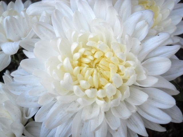 Name:  DSCN9107.jpg
Views: 1066
Size:  33.0 KB