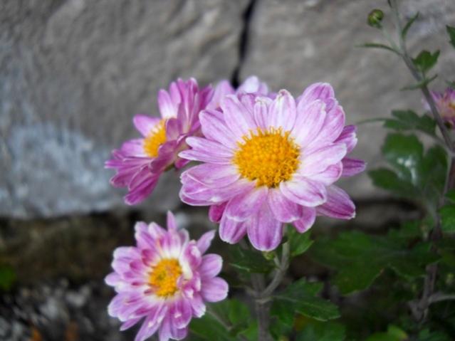 Name:  DSCN9109.jpg
Views: 1049
Size:  33.6 KB