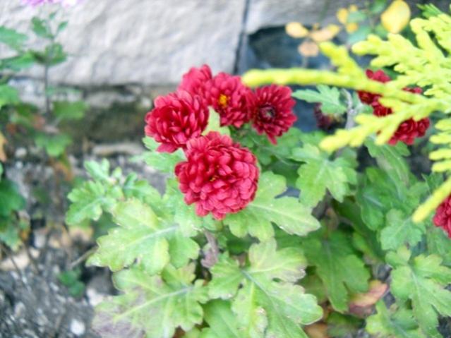 Name:  DSCN9108.jpg
Views: 986
Size:  46.1 KB