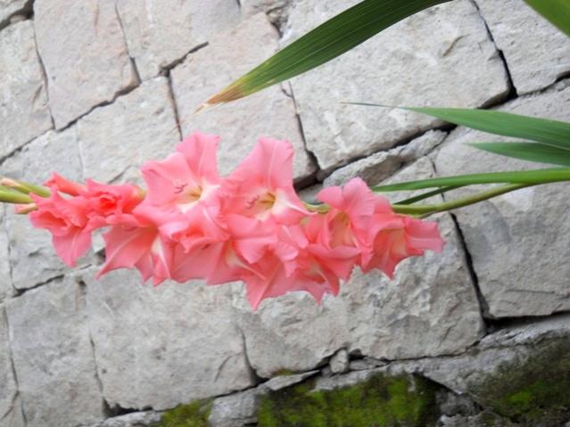Name:  DSCN9113.jpg
Views: 1001
Size:  47.4 KB