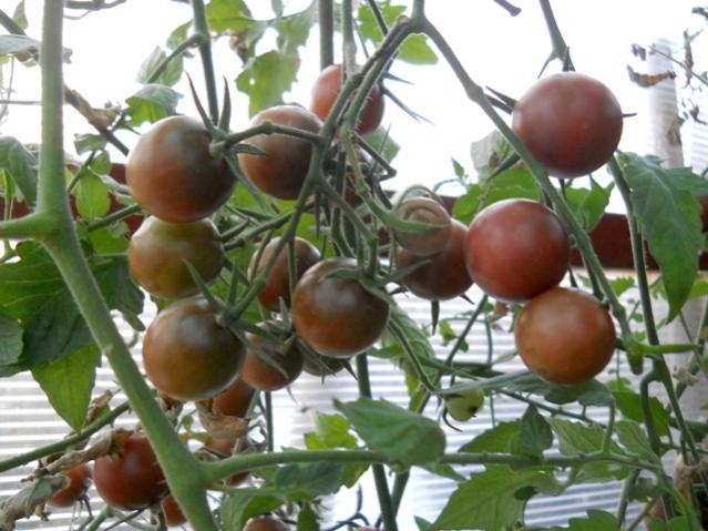 Name:  DSCN9125.jpg
Views: 974
Size:  51.7 KB