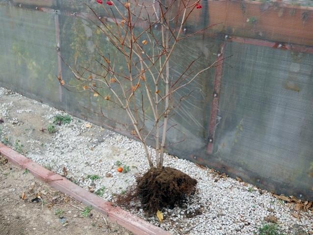 Name:  DSCN9168.jpg
Views: 1482
Size:  64.3 KB