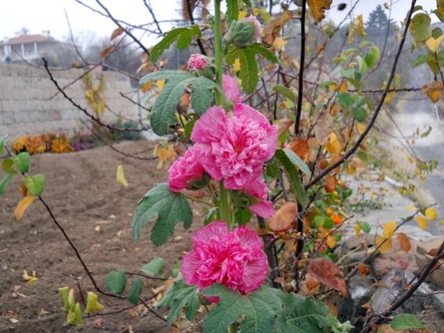 Name:  DSCN9193.jpg
Views: 890
Size:  61.3 KB