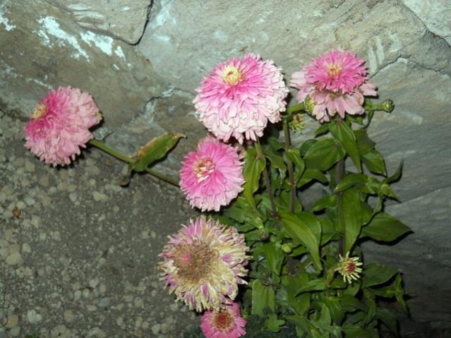 Name:  DSCN9143.jpg
Views: 888
Size:  56.3 KB
