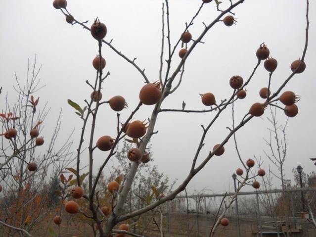 Name:  DSCN9171.jpg
Views: 934
Size:  44.9 KB