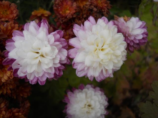 Name:  DSCN9188.jpg
Views: 914
Size:  32.4 KB