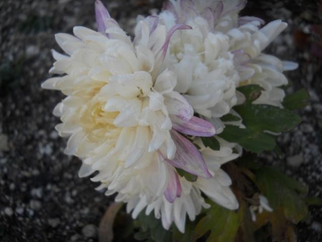 Name:  DSCN9225.jpg
Views: 1964
Size:  30.8 KB