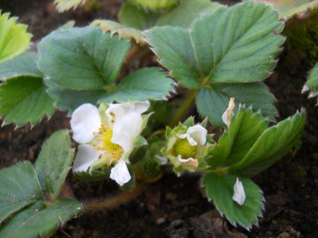 Name:  DSCN9775.jpg
Views: 2350
Size:  39.2 KB