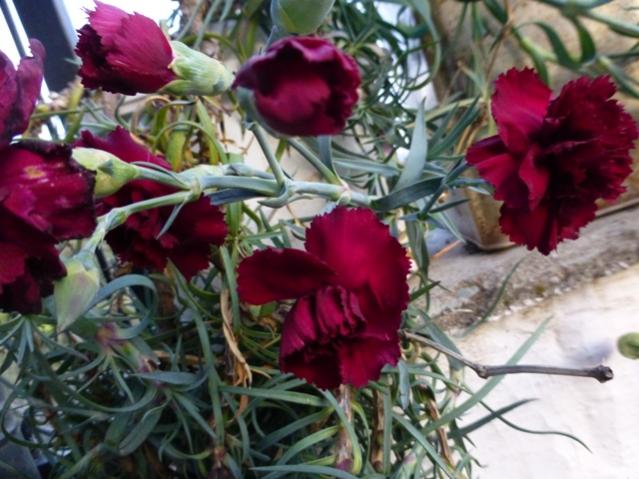 Name:  063.jpg
Views: 1075
Size:  53.2 KB