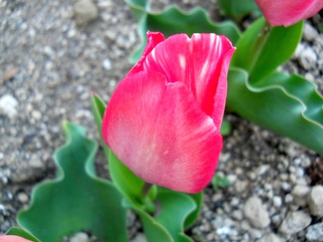 Name:  DSCN9864.jpg
Views: 2003
Size:  38.3 KB