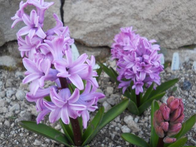 Name:  DSCN9875.jpg
Views: 2005
Size:  48.9 KB